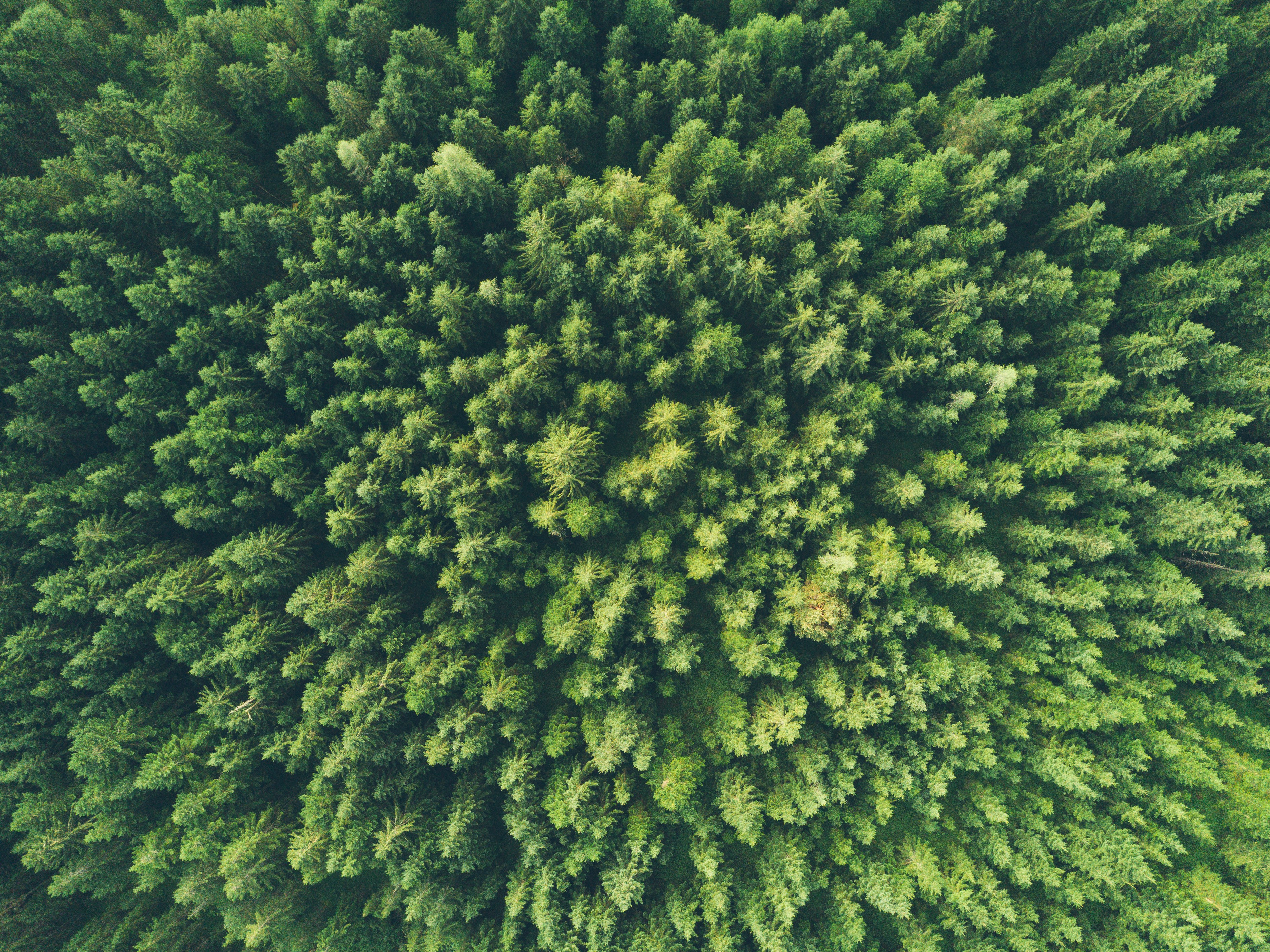 Forest Health Check - 2 Hectares