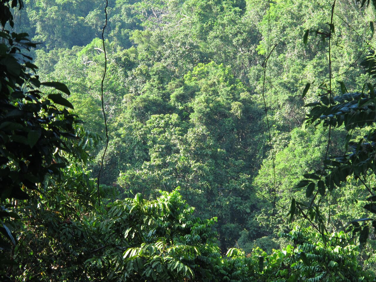 50 Kwila Trees Planted